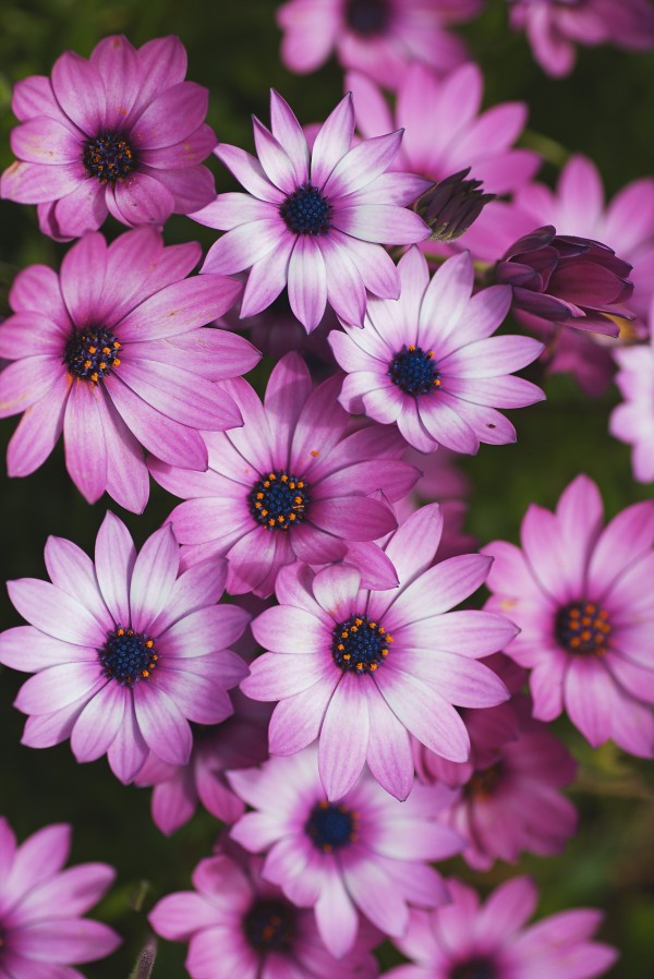 Cape Daisy Display by Joy Watson